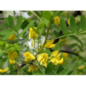 Karagana sibírska (Caragana arborescens) - výška 40-60 cm, kont. C3L